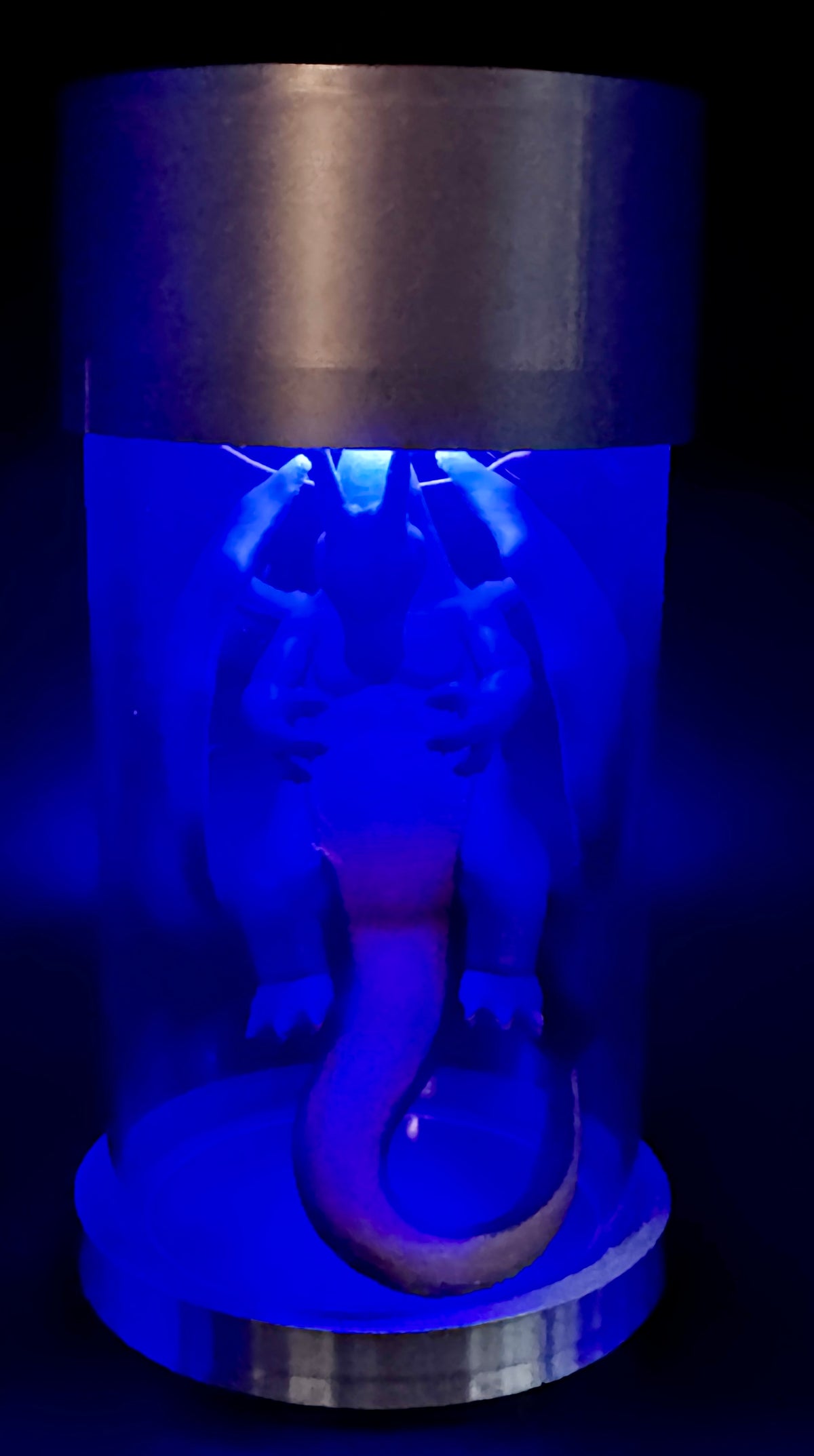 Pokémon Light Up, Cryo Lab Tube, "Charizard Shiny"